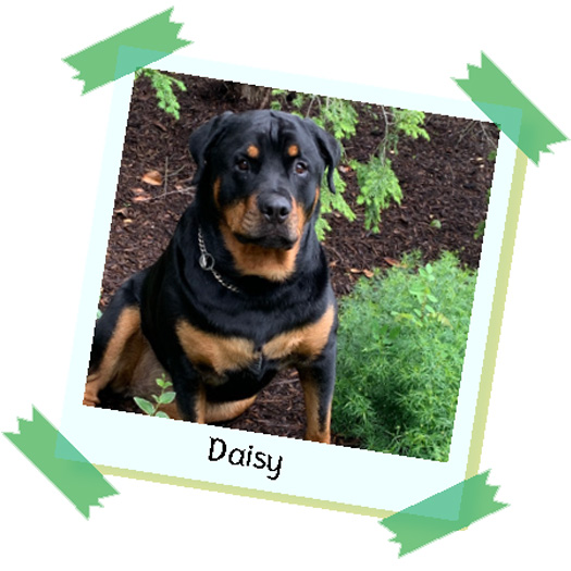Daisy