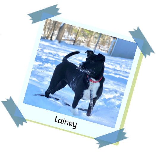 Lainey